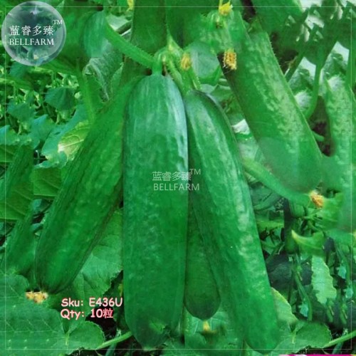 Fruit Cucumber Straight Refreshing Vegatable Seeds