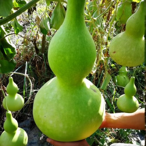Giant Birdhouse Gourd Seeds - High Yield, Easy to Grow, Ideal for Crafting & Ornamental Gardening
