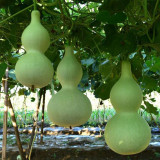Giant Birdhouse Gourd Seeds - High Yield, Easy to Grow, Ideal for Crafting & Ornamental Gardening