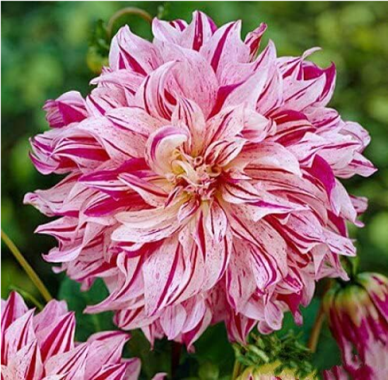 Dahlia Bulbs Flower Bonsai Flower Bulb Symbolizes Courage and Lucky Home (Color: 18)