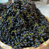 Mountain Grape Seeds - High Yielding, Easy to Grow, Low Maintenance, Suitable for All Gardeners