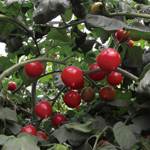 Pink Peach Tomato Seeds | Premium F1 Hybrid, Delicious Sweet-Sour Flavor, Thick Flesh, Abundant Juice, Stable Yields