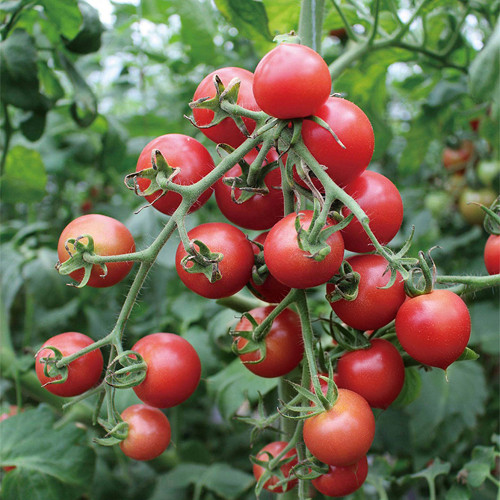Pink Peach Tomato Seeds | Premium F1 Hybrid, Delicious Sweet-Sour Flavor, Thick Flesh, Abundant Juice, Stable Yields