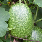 Figleaf Gourd Seeds - Cucurbita ficifolia, Professional Grafting Stock High Affinity with Cucurbit Crops