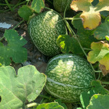 Figleaf Gourd Seeds - Cucurbita ficifolia, Professional Grafting Stock High Affinity with Cucurbit Crops