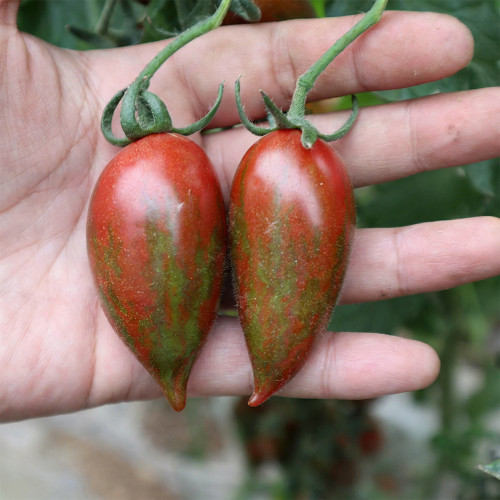 Zixia Tomato Seeds for Sale | Indeterminate Early Maturing Variety with Sweet Flavor, Disease Resistance & Stable Yield