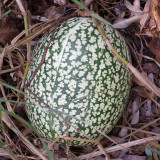 Figleaf Gourd Seeds - Cucurbita ficifolia, Professional Grafting Stock High Affinity with Cucurbit Crops
