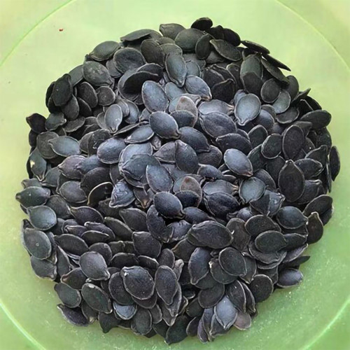 Figleaf Gourd Seeds - Cucurbita ficifolia, Professional Grafting Stock High Affinity with Cucurbit Crops