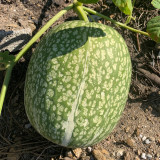 Figleaf Gourd Seeds - Cucurbita ficifolia, Professional Grafting Stock High Affinity with Cucurbit Crops