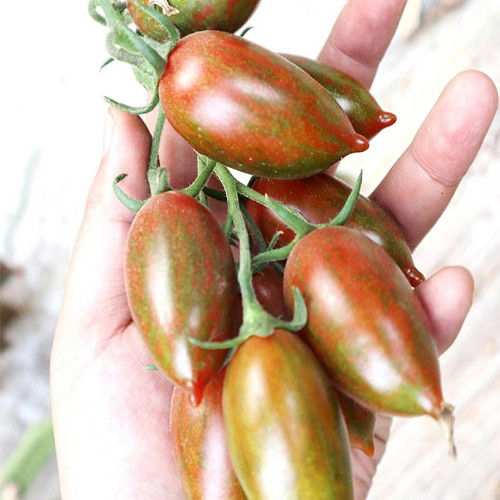 Zixia Tomato Seeds for Sale | Indeterminate Early Maturing Variety with Sweet Flavor, Disease Resistance & Stable Yield
