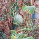 Figleaf Gourd Seeds - Cucurbita ficifolia, Professional Grafting Stock High Affinity with Cucurbit Crops