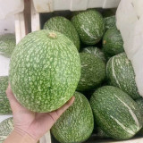 Figleaf Gourd Seeds - Cucurbita ficifolia, Professional Grafting Stock High Affinity with Cucurbit Crops