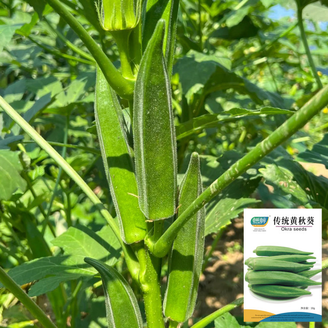 Traditional Okra Seeds - High Yield, Strong Disease Resistance, Vigorous Growth, Ideal for Home Gardening