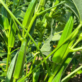 Traditional Okra Seeds - High Yield, Strong Disease Resistance, Vigorous Growth, Ideal for Home Gardening
