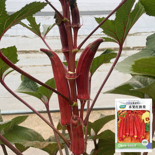 Fruit Red Okra Seeds - Ornamental & Edible, Heat & Drought Tolerant, Easy to Grow for Home Garden