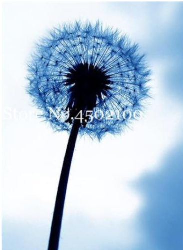 Taraxacum Mongolicum Flower Seeds Dandelion Seed Beautiful Mongol Dandelio (Color: 9)