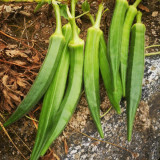 Traditional Okra Seeds - High Yield, Strong Disease Resistance, Vigorous Growth, Ideal for Home Gardening