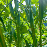 Traditional Okra Seeds - High Yield, Strong Disease Resistance, Vigorous Growth, Ideal for Home Gardening
