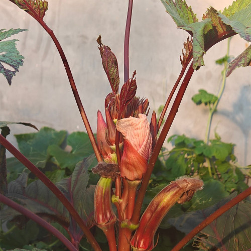 Jinfeng No.9 Red Okra Seeds – Tender Mucilaginous Pods, Unique Flavor, Strong Adaptability, Long Harvest Period