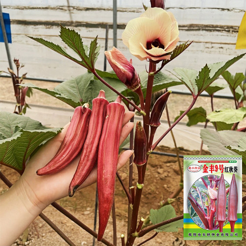 Jinfeng No.9 Red Okra Seeds – Tender Mucilaginous Pods, Unique Flavor, Strong Adaptability, Long Harvest Period