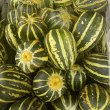 Bing Tangzi Melon Seeds - Early Maturing Premium Variety, High-Yielding & Easy to Grow, Strong Adaptability