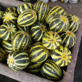 Bing Tangzi Melon Seeds - Early Maturing Premium Variety, High-Yielding & Easy to Grow, Strong Adaptability