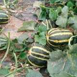 Bing Tangzi Melon Seeds - Early Maturing Premium Variety, High-Yielding & Easy to Grow, Strong Adaptability