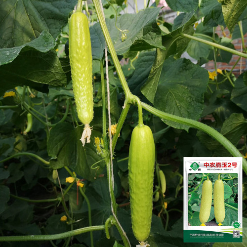 Zhongnong Cuiyu No. 2 Cucumber Seeds - High-Yielding, Disease Resistant, Easy to Manage