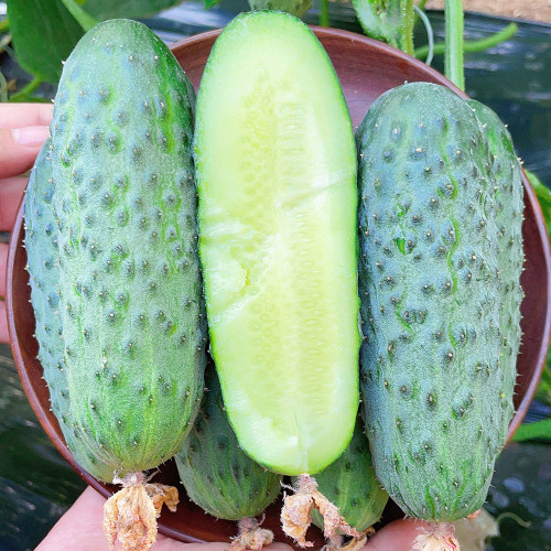 Russian Masha Fruit Cucumber Seeds - Premium Hybrid Variety, High-Yielding, Early Maturing, Vigorous Growth