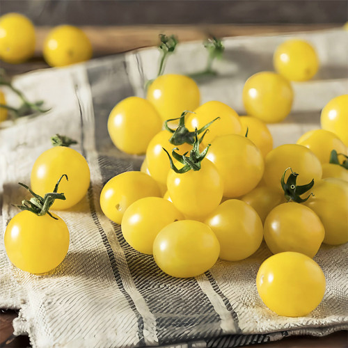 Italian Ice Cherry Tomato Seeds – F1 Hybrid, Early Maturing, Indeterminate, Juicy Flesh, Sweet Taste