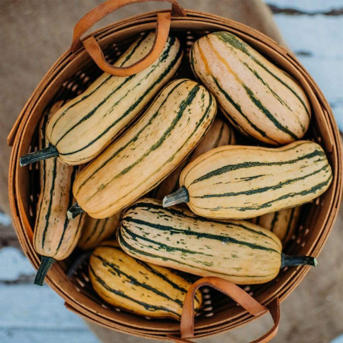Honey Boat Squash Seeds - Sweet Nutty Flavor Mini Pumpkin, Thin Rind, High Yield, Easy to Grow for Baking & Roasting