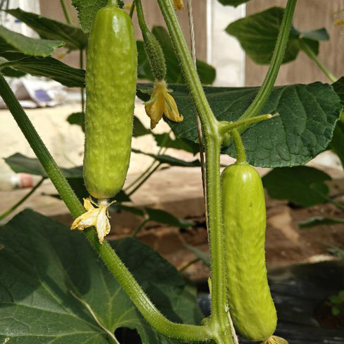 Zhongnong Cuiyu No. 2 Cucumber Seeds - High-Yielding, Disease Resistant, Easy to Manage