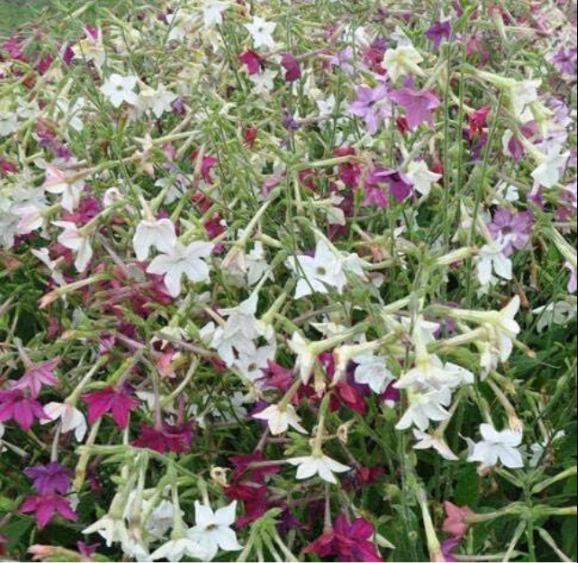 Nicotiana Alata Seeds for Home Garden - (Color: 3)