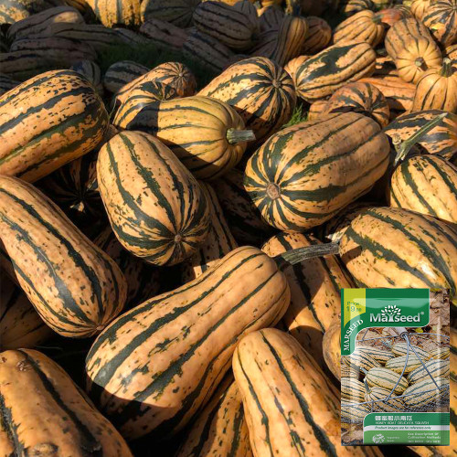 Honey Boat Squash Seeds - Sweet Nutty Flavor Mini Pumpkin, Thin Rind, High Yield, Easy to Grow for Baking & Roasting