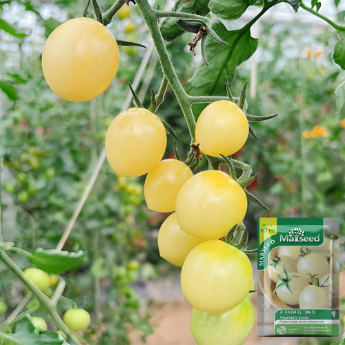 Italian Ice Cherry Tomato Seeds – F1 Hybrid, Early Maturing, Indeterminate, Juicy Flesh, Sweet Taste