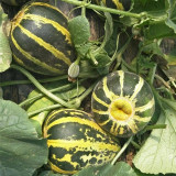 Bing Tangzi Melon Seeds - Early Maturing Premium Variety, High-Yielding & Easy to Grow, Strong Adaptability
