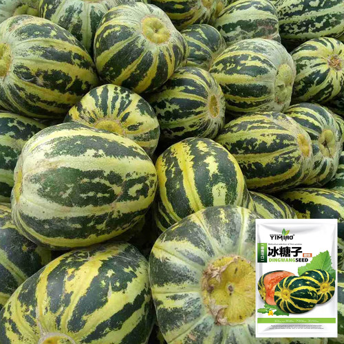 Bing Tangzi Melon Seeds - Early Maturing Premium Variety, High-Yielding & Easy to Grow, Strong Adaptability