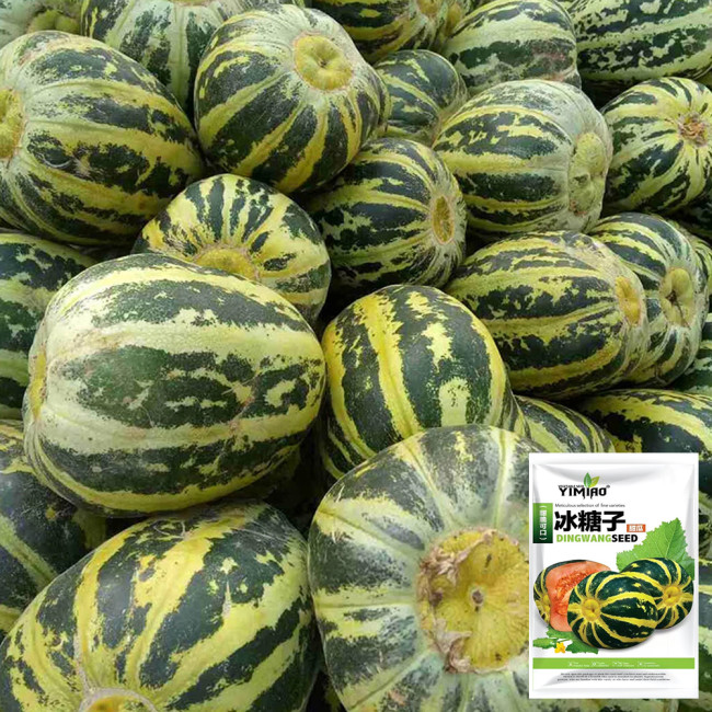 Bing Tangzi Melon Seeds - Early Maturing Premium Variety, High-Yielding & Easy to Grow, Strong Adaptability