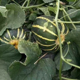 Bing Tangzi Melon Seeds - Early Maturing Premium Variety, High-Yielding & Easy to Grow, Strong Adaptability