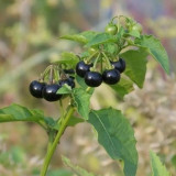 Black Nightshade Seeds – Easy to Grow, Prolific Yield, Ideal for Fresh Eating, Jams & Desserts