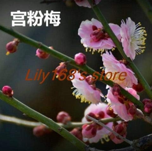 Colour Plum Chinese Prunus Mume Seed Outdoor Indoor Seed Home Garden (Color: a19)