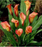 A Set Calla Lily Flower Root Bulb - (Color: 14)