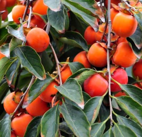 Persimmon Seeds Japanese Fresh Fruit Seeds herb Balcony Potted Berry Vegetables Plant Home & Garden