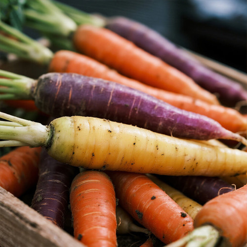 Rainbow Carrot Seeds - Colorful, Crisp Texture, Sweet Flavor, High Yield, Suitable for Home Garden Planting