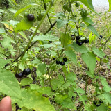 Black Nightshade Seeds – Easy to Grow, Prolific Yield, Ideal for Fresh Eating, Jams & Desserts