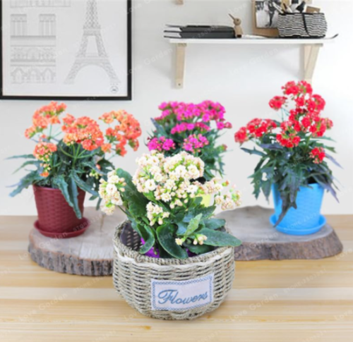 Kalanchoe Seed Longevity Flower Potted Plants Planting Seasons Flowering Plants (Color: Mix)