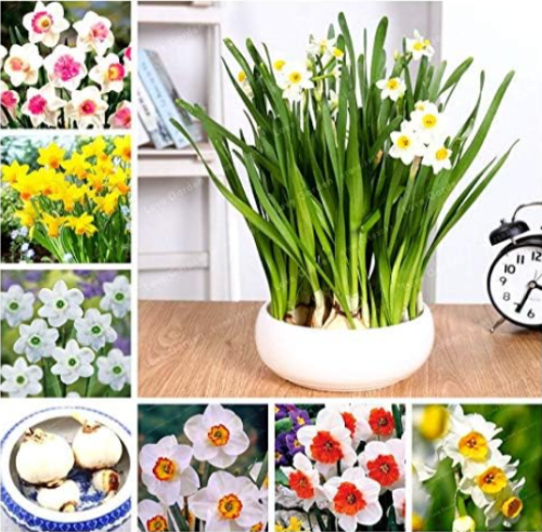 Narcissus Seed Daffodil Flower Absorption Radiation Aquatic Plants Double Petals