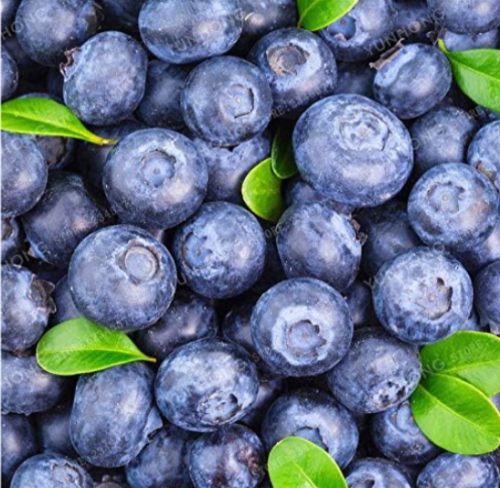 American Giant Blueberry Fruit Seed for Home Garden Planting