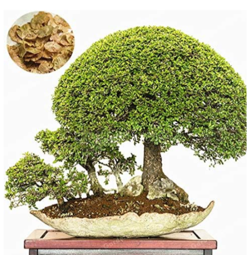 Chinese Elm Bonsai Seeds Woody Ulmus Pumila Tree Bonsai Perennial DIY Home Garden