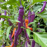 Cayenne Purple Pepper Seeds – Rich Fruity Aroma, High Yield, Easy to Grow, Ideal for Fresh Eating & Pickling